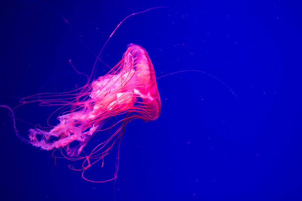 Colorful Jellyfish underwater. Jellyfish moving in water. - Fotoğraf, Görsel