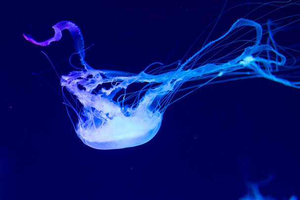 Colorful Jellyfish underwater. Jellyfish moving in water. - Foto, afbeelding