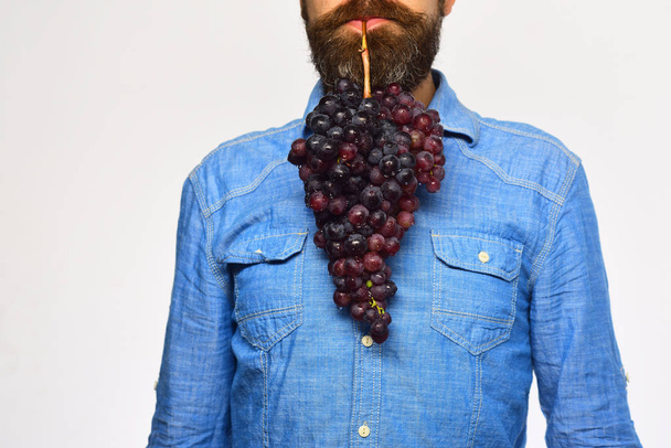 Man with beard holds bunch of black grapes - Foto, imagen