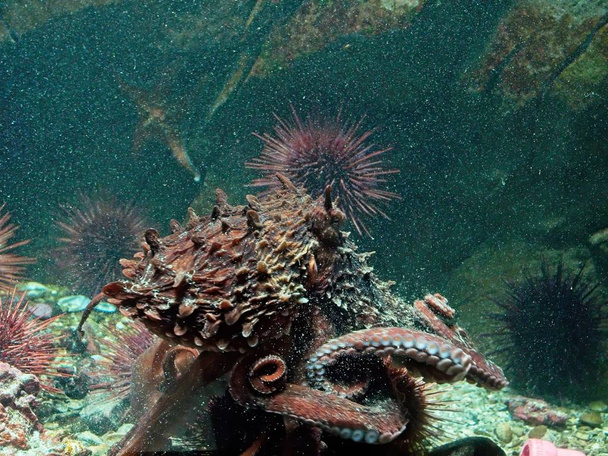 Jättiläinen Tyynenmeren Octopus
 - Valokuva, kuva