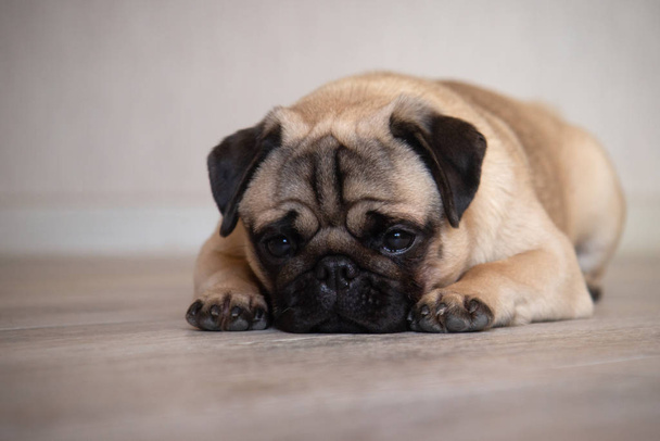 Cute sad pug dog lying on the floor in room at home - Foto, Bild