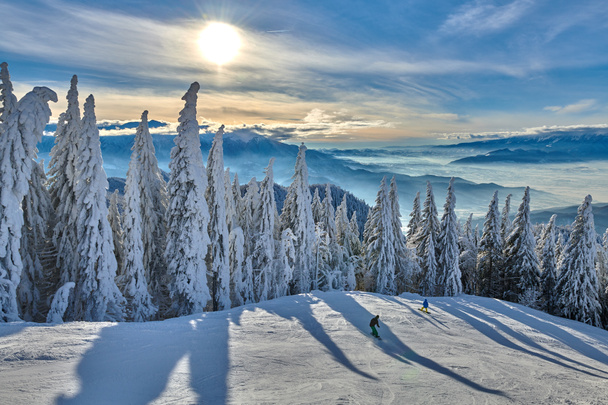 冬の季節、ポイアナ ブラショフ、ルーマニア ・ トランシルバニアの山の風景に雪に覆われた松の森 - 写真・画像