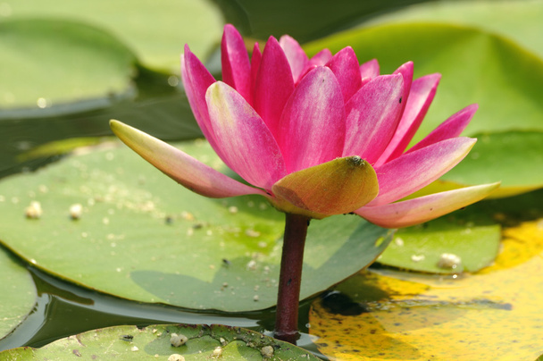 Lotus flower - Foto, imagen