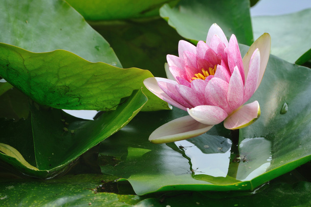 Pink lotus - Foto, imagen