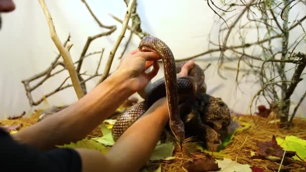Rattenslang die in terrarium wordt gehanteerd - Video