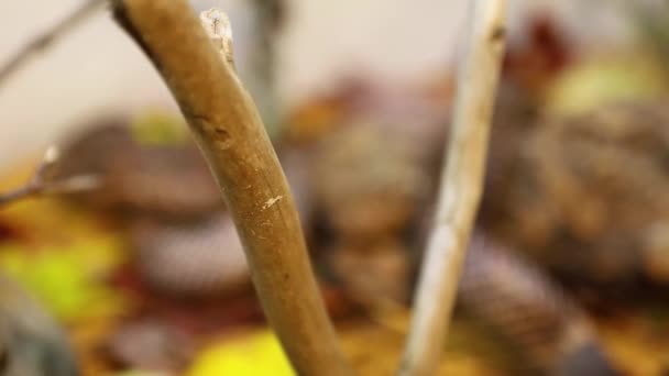 Бічна сковорода гілки в тераріумі змії
  - Кадри, відео