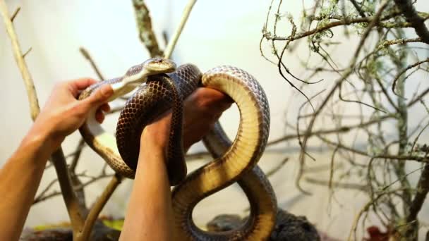 Serpente ratto domestico manipolato in terrario
 - Filmati, video