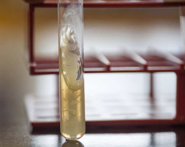 Bacteria growing on an agar slant. - Zdjęcie, obraz