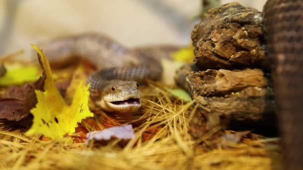 Tekercses kisállat patkány kígyó fenyőtűkön - Felvétel, videó