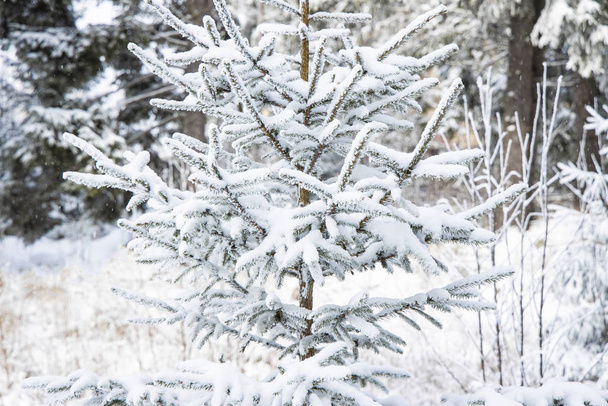 Χειμώνας λευκό δάσος και πεύκο κέντρο της σύνθεσης γυμνά κλαδιά κάτω από το χιόνι - Φωτογραφία, εικόνα