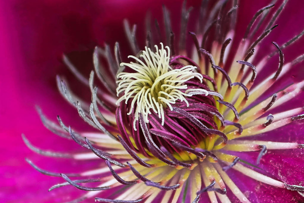 Makro keskellä elämänlanka kukan terälehdet
 - Valokuva, kuva