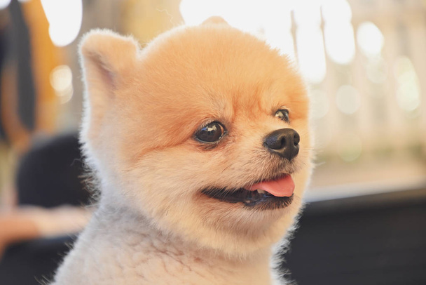 perro pomerania linda mascota feliz sonriendo en la mañana
 - Foto, Imagen