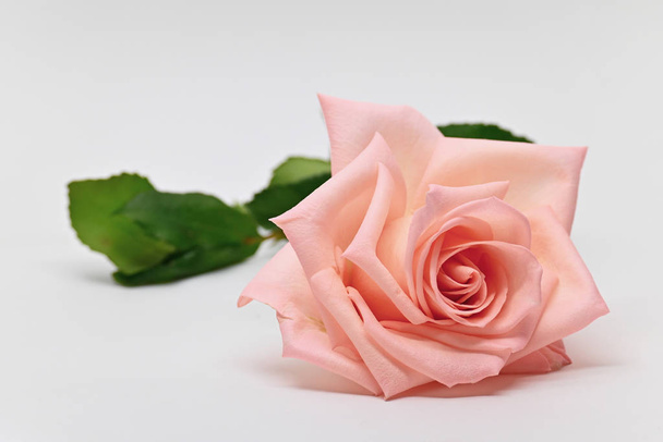 single beauty flower pink rose gold color blossom isolated on white background - Foto, Imagem