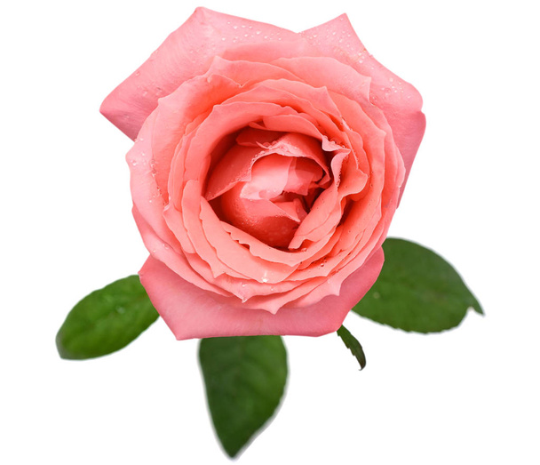 beautiful rose flower isolated on white background - Photo, Image