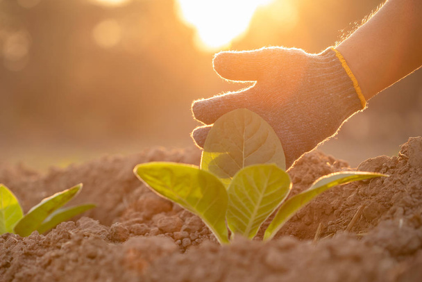 Hand of agriculturist touching leaf of tobacco tree in sunrise o - Foto, imagen