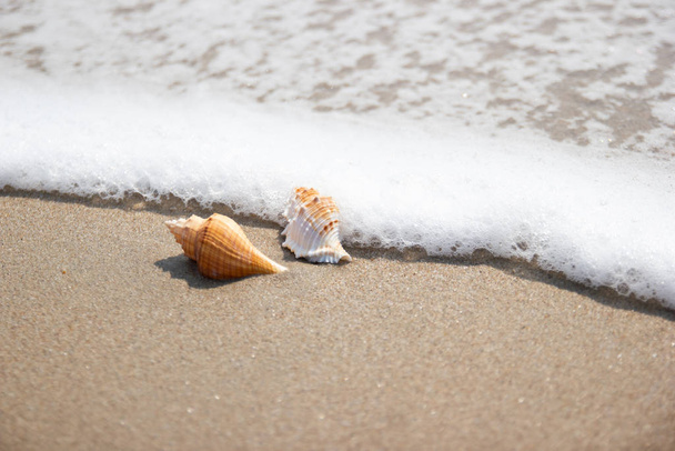 Κοχύλια στην παραλία στη θάλασσα concept καλοκαίρι για ταξίδια  - Φωτογραφία, εικόνα