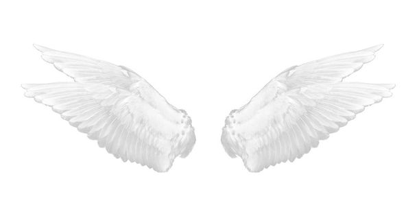 ala blanca aislada sobre fondo blanco
 - Foto, imagen