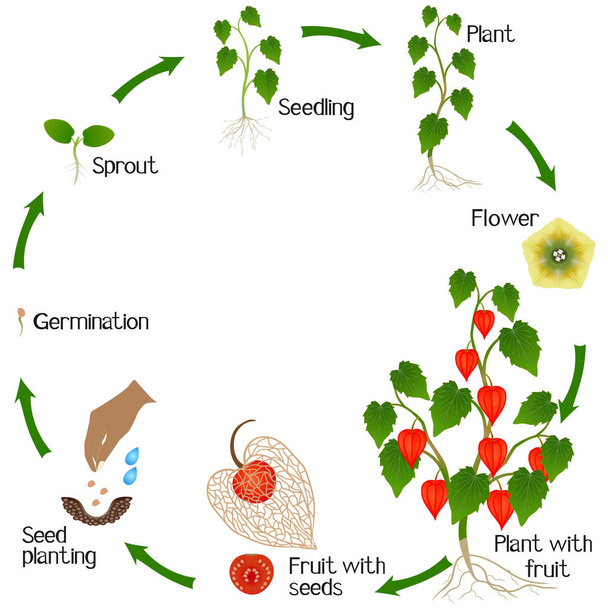 A növekedési ciklus a fizális növény fehér alapon. - Vektor, kép