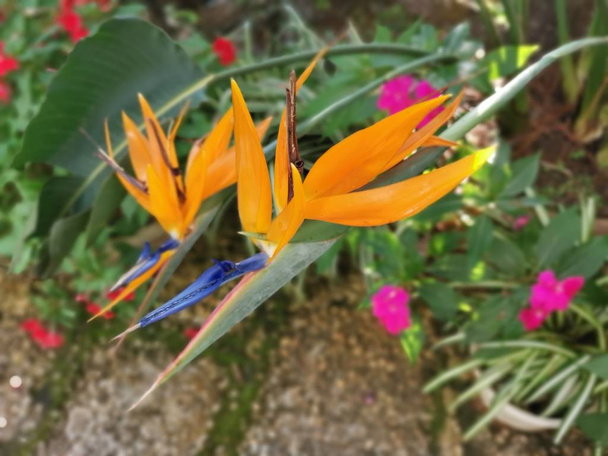 bela flor de bancos strelitzia reginae
 - Foto, Imagem