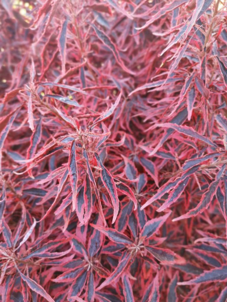 beautiful red acer palmatum thumb leaves - Photo, Image