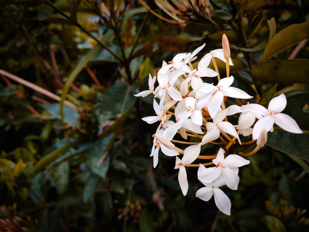 White small flower side view. - Fotoğraf, Görsel