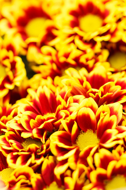 Chrysanthemum background - Fotoğraf, Görsel