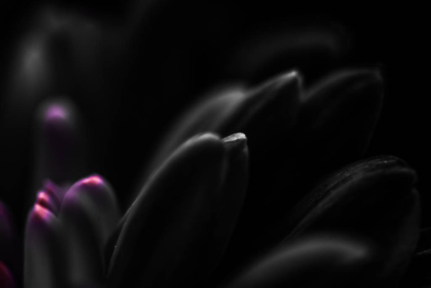 Black daisy flower petals in bloom, abstract floral blossom art  - 写真・画像