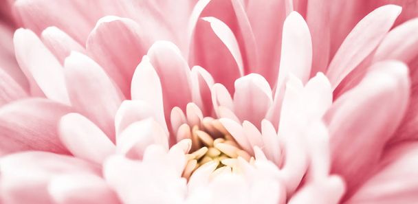 Pink daisy flower petals in bloom, abstract floral blossom art b - Photo, Image