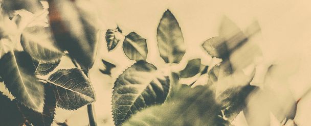 Green leaves as abstract vintage nature background, herbal folia - Fotoğraf, Görsel