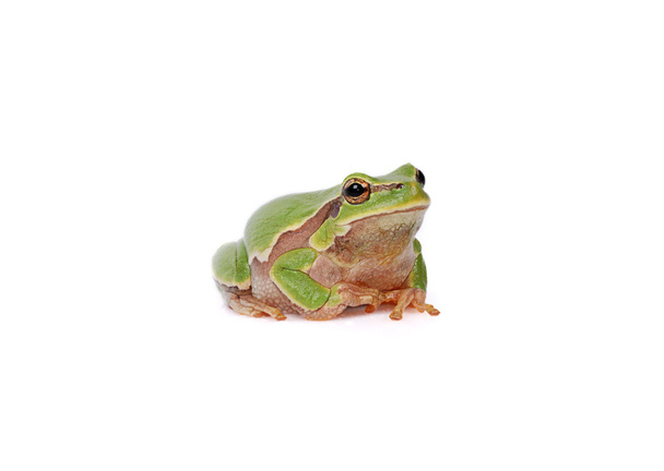 Frog isolated on the white background - Foto, Imagen