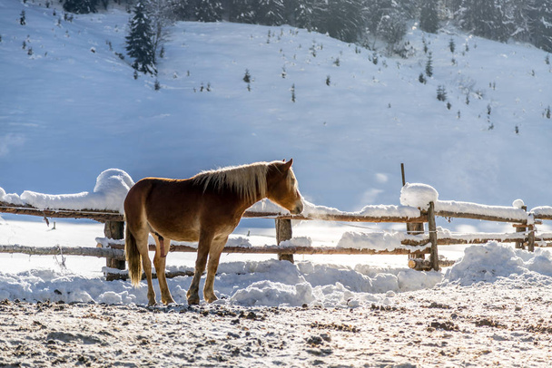 Brown horse is standing on an idyllic paddock in winter, sunshine - Fotografie, Obrázek