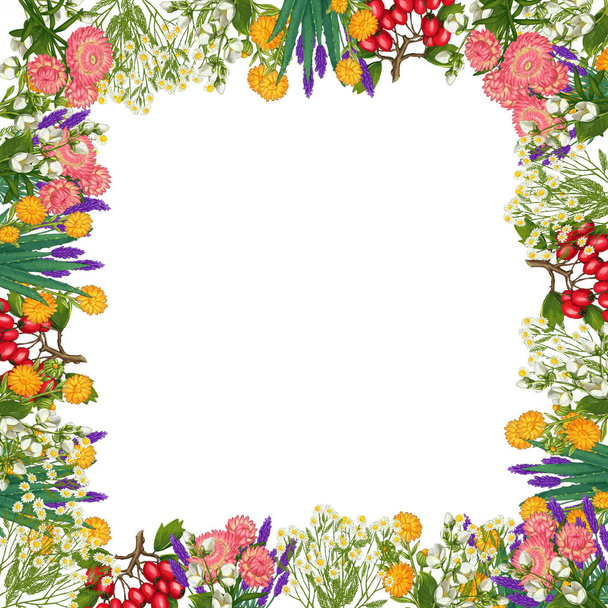 Hand drawn medicinal plant frame. Healing herbs border. isolated on white background - Photo, Image