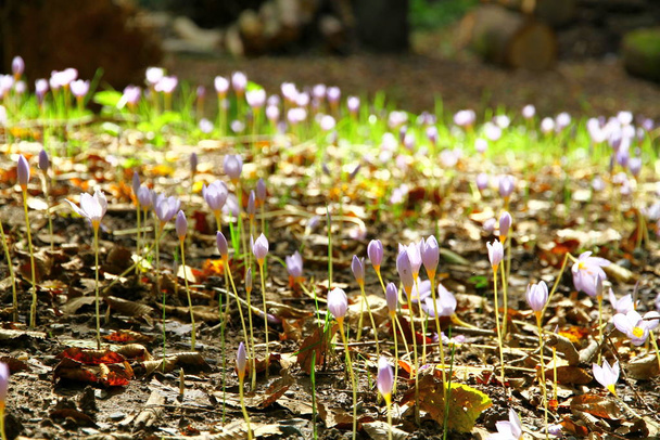 Colchicum autumnales are blooming - Photo, Image