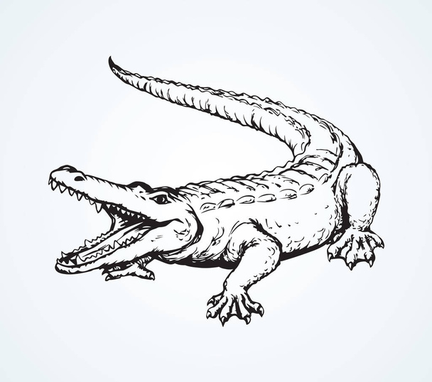 Crocodile. Vector drawing - Вектор,изображение