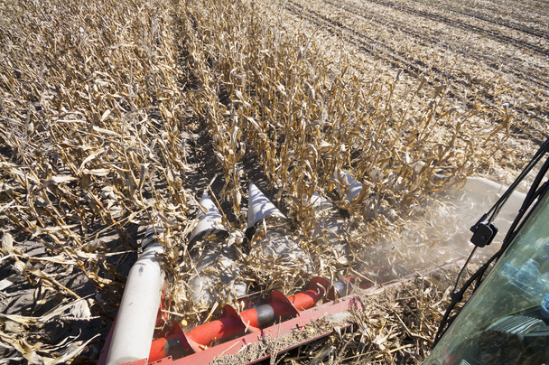 Colheita de milho da colheitadeira de largura
 - Foto, Imagem