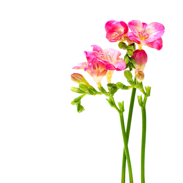 Flor de verano flores rosadas aisladas sobre fondo blanco
 - Foto, Imagen