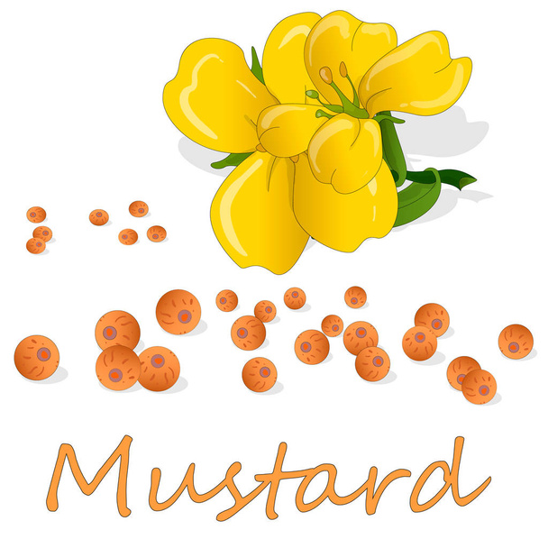 Verzameling van mosterd vector illustraties: mosterd zaden, bloem, bladeren en peul. Geïsoleerd op witte achtergrond. - Vector, afbeelding
