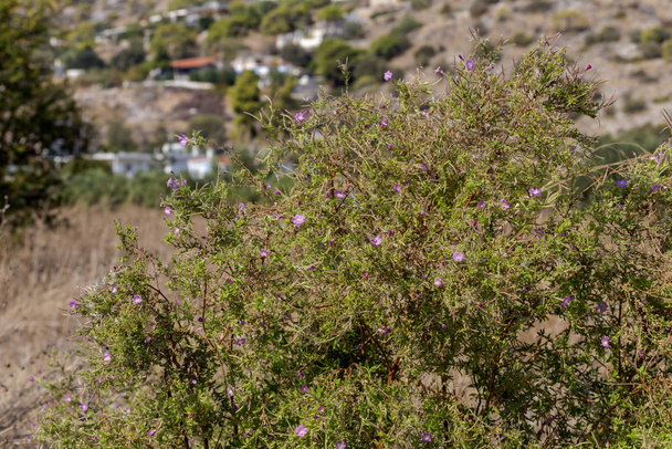De plant (Epilobium Hirsutum) met roze bloemen die groeien in natuurlijke habitat - Foto, afbeelding