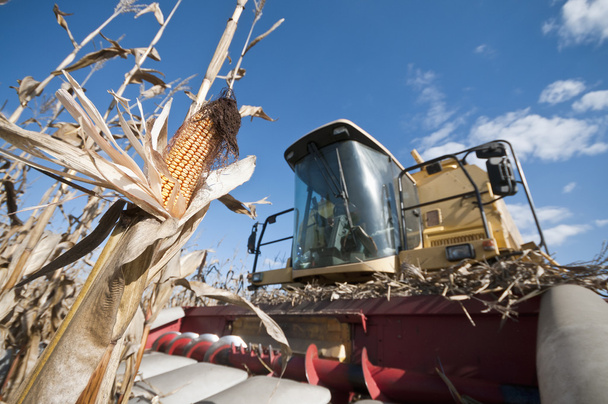 hasat ile bitki üzerinde olgunlaşmış mısır mısır koçanı - Fotoğraf, Görsel