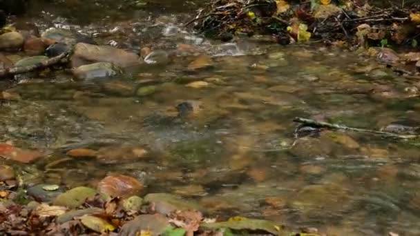 Stream of small rocky river  - Video, Çekim