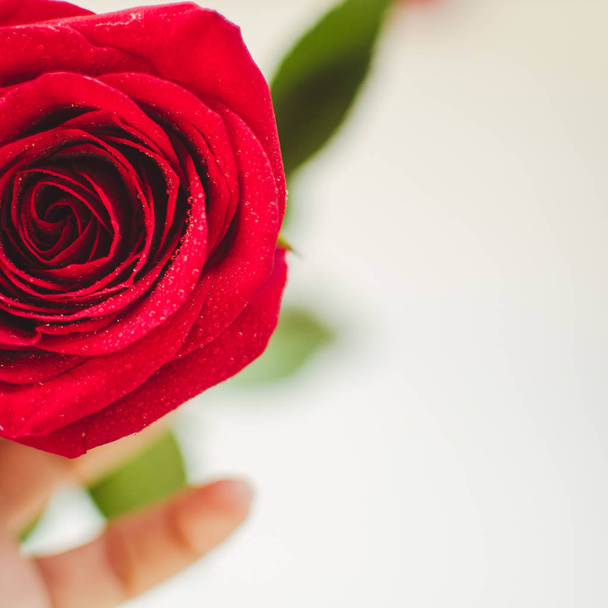 Червону троянду з краплями роси на пелюстках у білій руці на білому тлі. День святого Валентина, День народження, весілля. Відпустка і концепція подарунків. Копіювальний простір - Фото, зображення