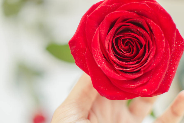 Κοντινό κόκκινο τριαντάφυλλο με σταγόνες νερού στα πέταλα σε λευκό χέρι σε λευκό φόντο με τριαντάφυλλα. Ημέρα του Αγίου Βαλεντίνου φόντο, Γενέθλια, Γάμος. Έννοια διακοπών και δώρου. Αντιγραφή χώρου - Φωτογραφία, εικόνα