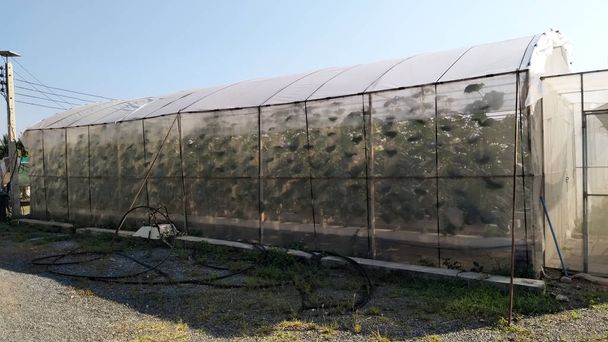 sistema hidropónico vegetal / joven y fresco Ensalada de arroz Iceberg jardín de cultivo plantas de granja hidropónica en el agua sin agricultura del suelo en el invernadero orgánico para la alimentación saludable - Foto, imagen