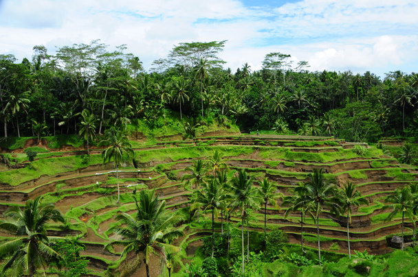 plantacji ryżu - Zdjęcie, obraz