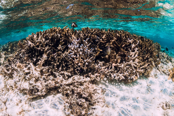 Onderwater scene met koralen en vissen in tropische zee - Foto, afbeelding