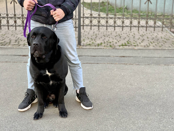 大きな黒いサラブレッドの犬が綱に乗っている。純血犬のケイン・コルソが襟をつけている。男は綱の上に犬を飼っている. - 写真・画像