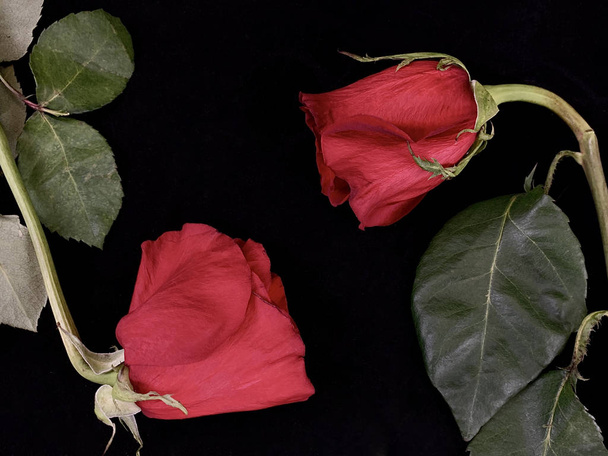 Kukkivat punaiset ruusut mustalla pohjalla. Kaksi ruusua venyy toisiinsa. Käsite: rakkaus, suhteet, intohimo
. - Valokuva, kuva