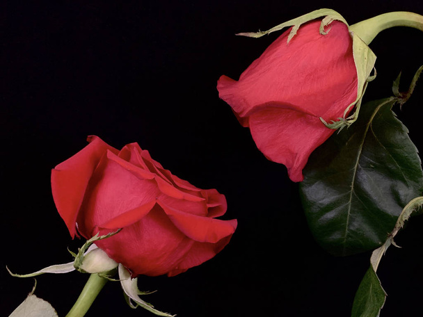 Een paar bloeiende rode rozen op een zwarte achtergrond. Twee rozen strekken zich uit tot elkaar. Concept: liefde, relaties, passie. - Foto, afbeelding