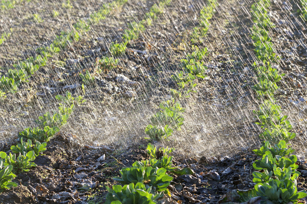 Watering cabbage seedling slant - Photo, Image