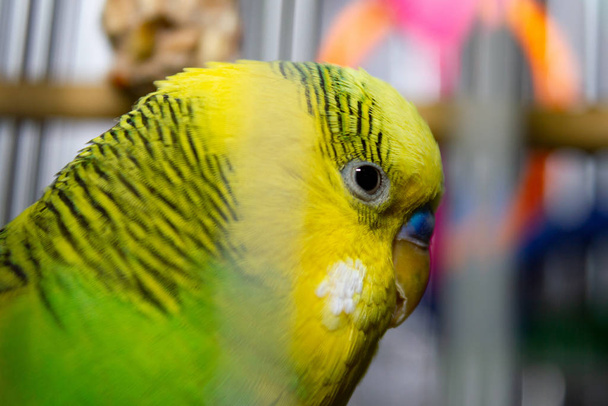 yellow-green striped parrot through the cage. close up - Foto, Imagem